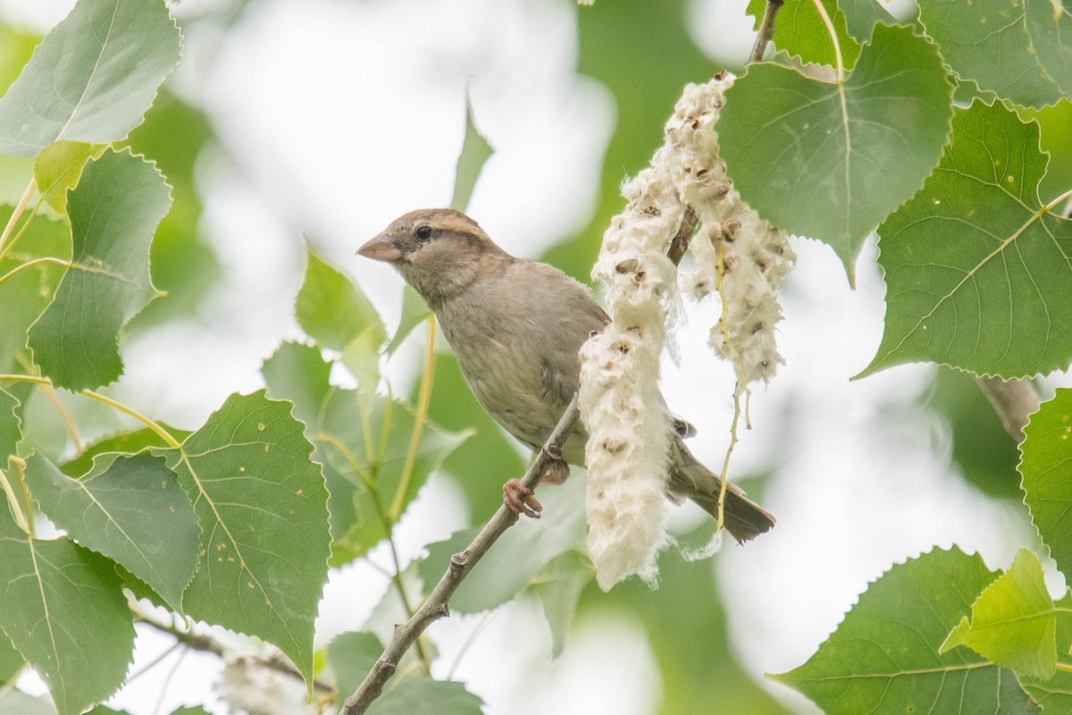 Moineau domestique - ML620314348