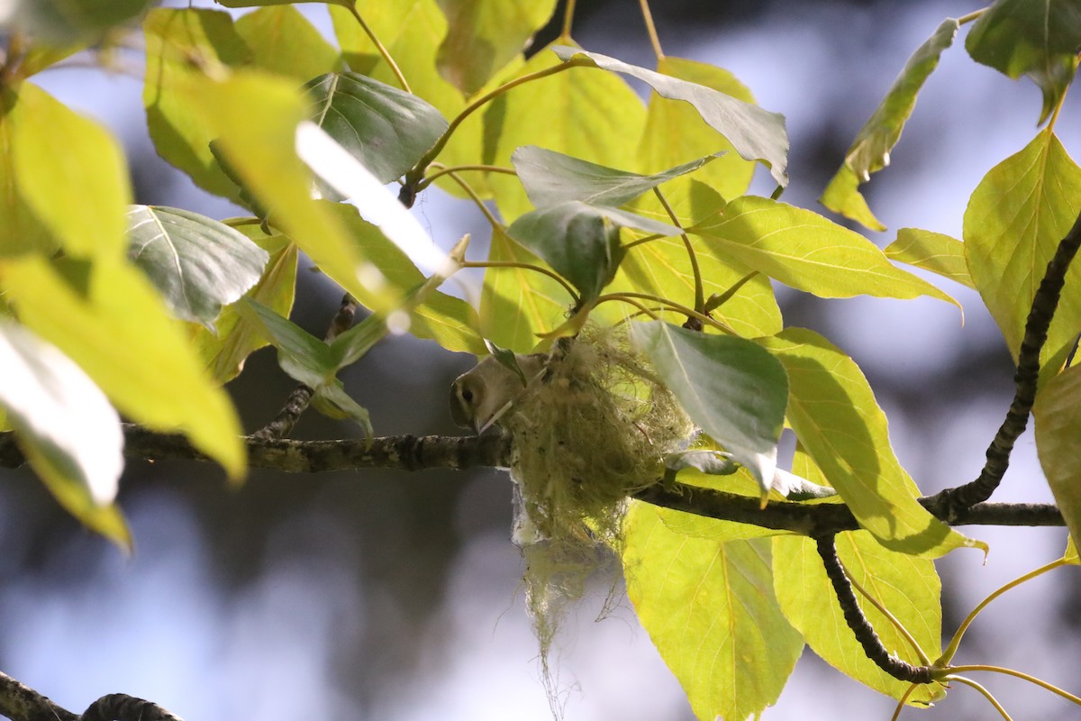 Warbling Vireo - ML620314349