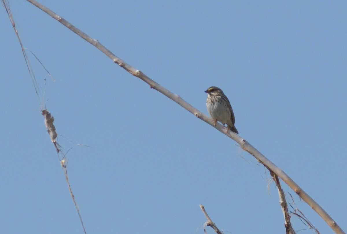 Savannah Sparrow - ML620314352