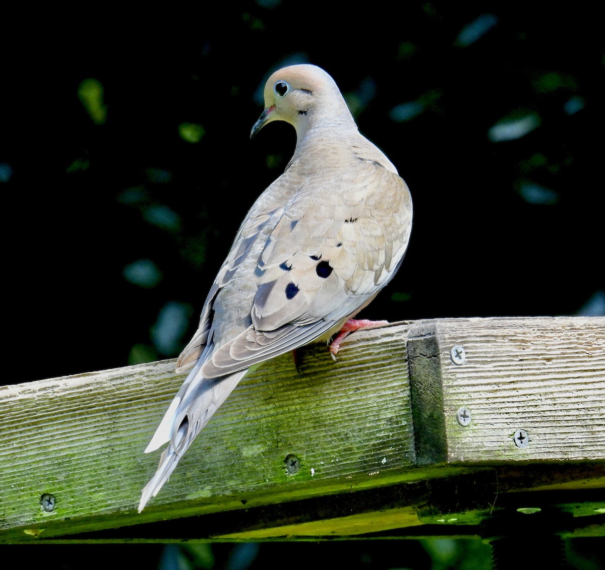 Mourning Dove - ML620314355