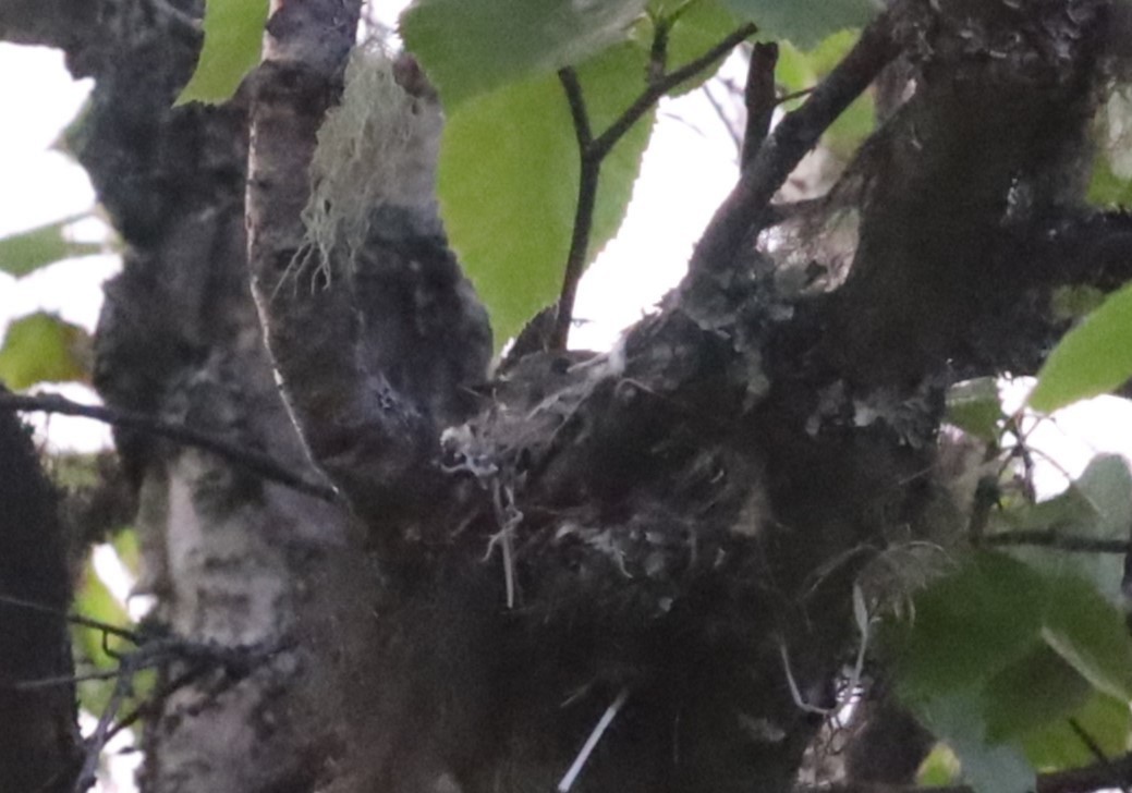 Mosquero sp. (Empidonax sp.) - ML620314358