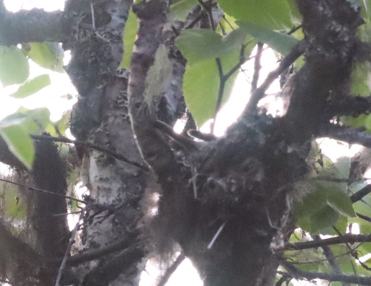 Mosquero sp. (Empidonax sp.) - ML620314359