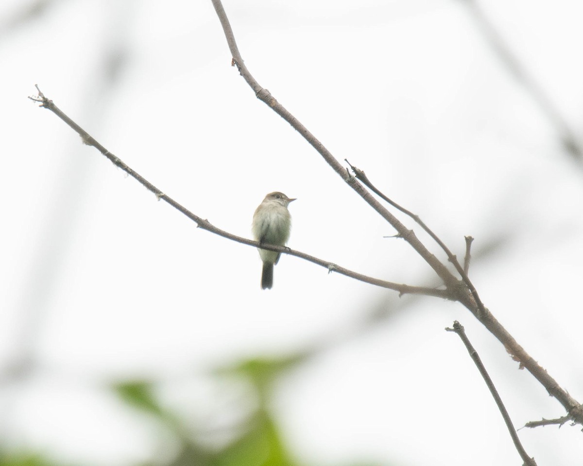 Willow Flycatcher - ML620314362