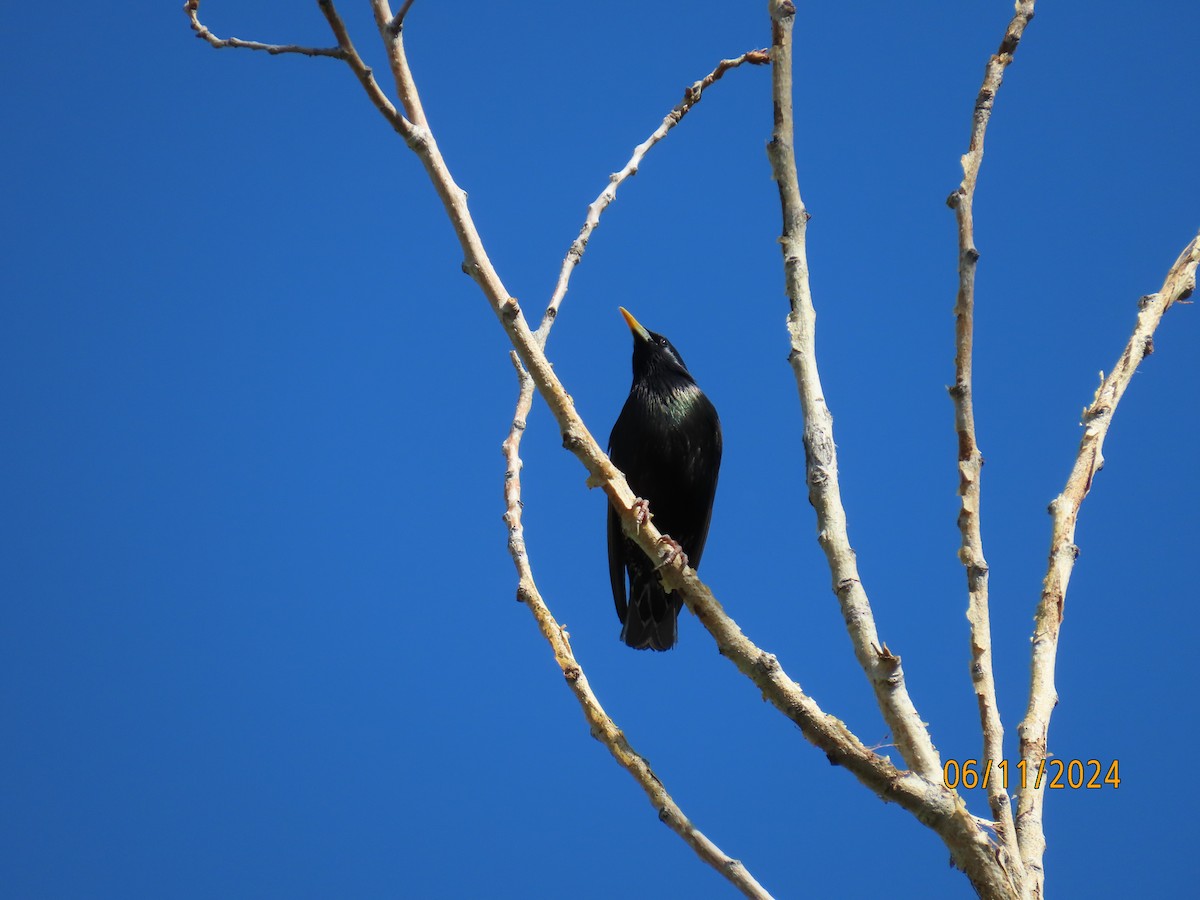 European Starling - ML620314369