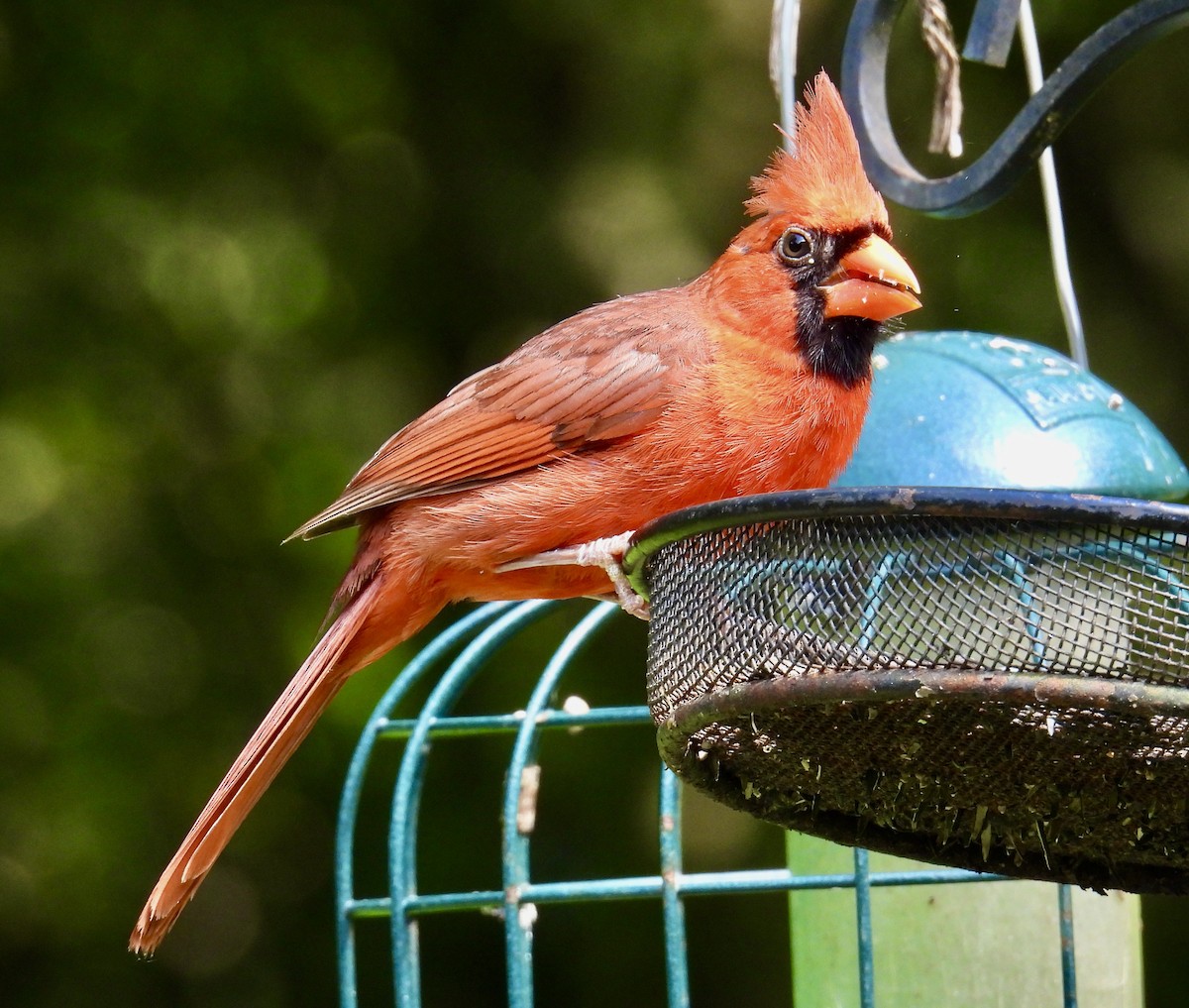 Cardinal rouge - ML620314370