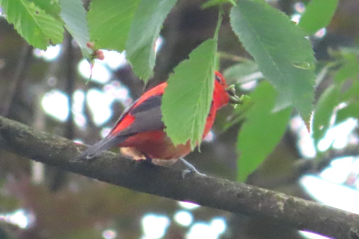 Scarlet Tanager - ML620314371