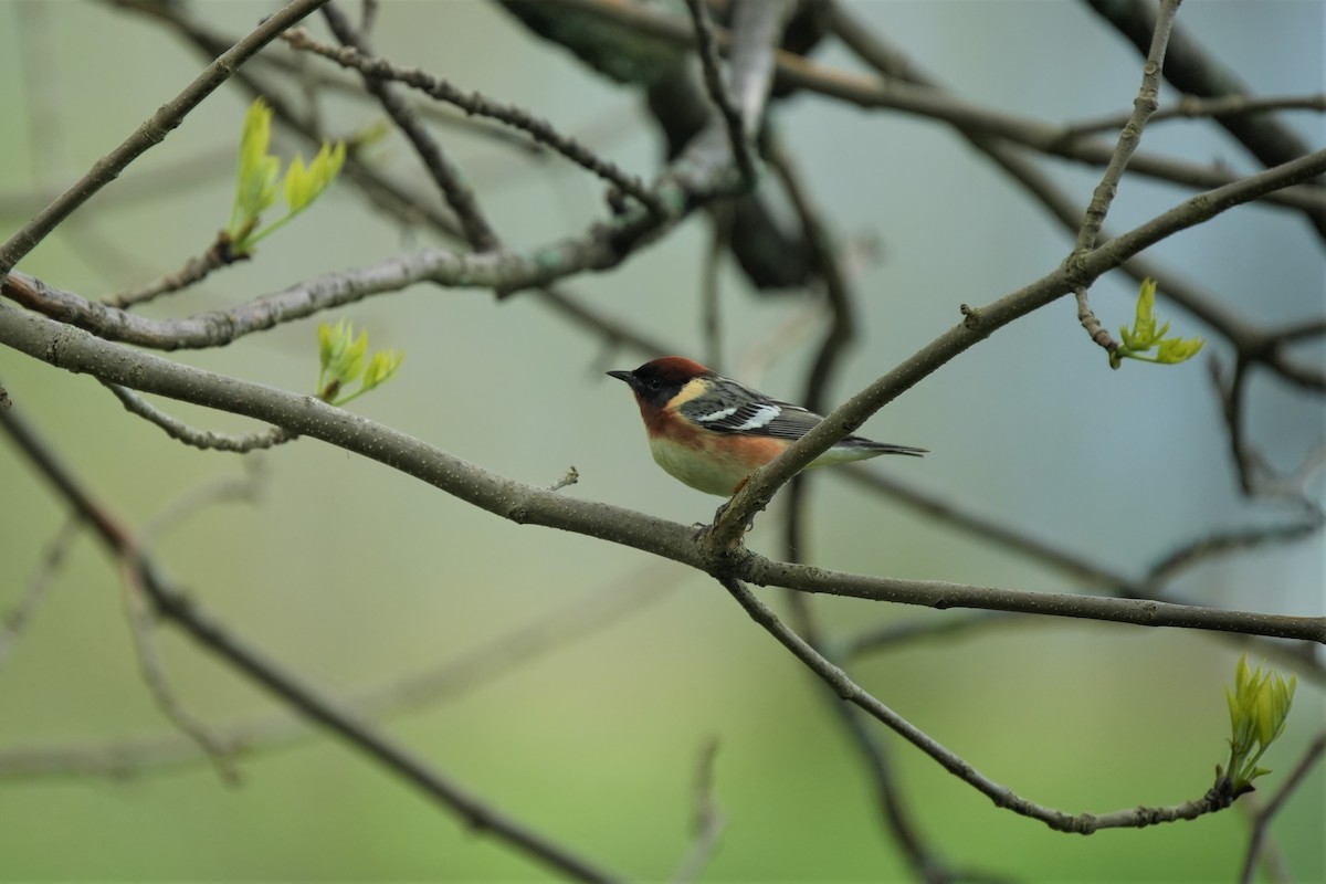 Bay-breasted Warbler - ML620314373