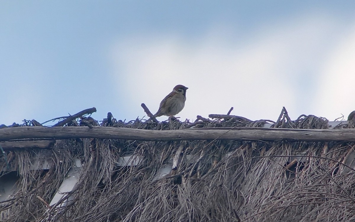 Eurasian Tree Sparrow - ML620314374