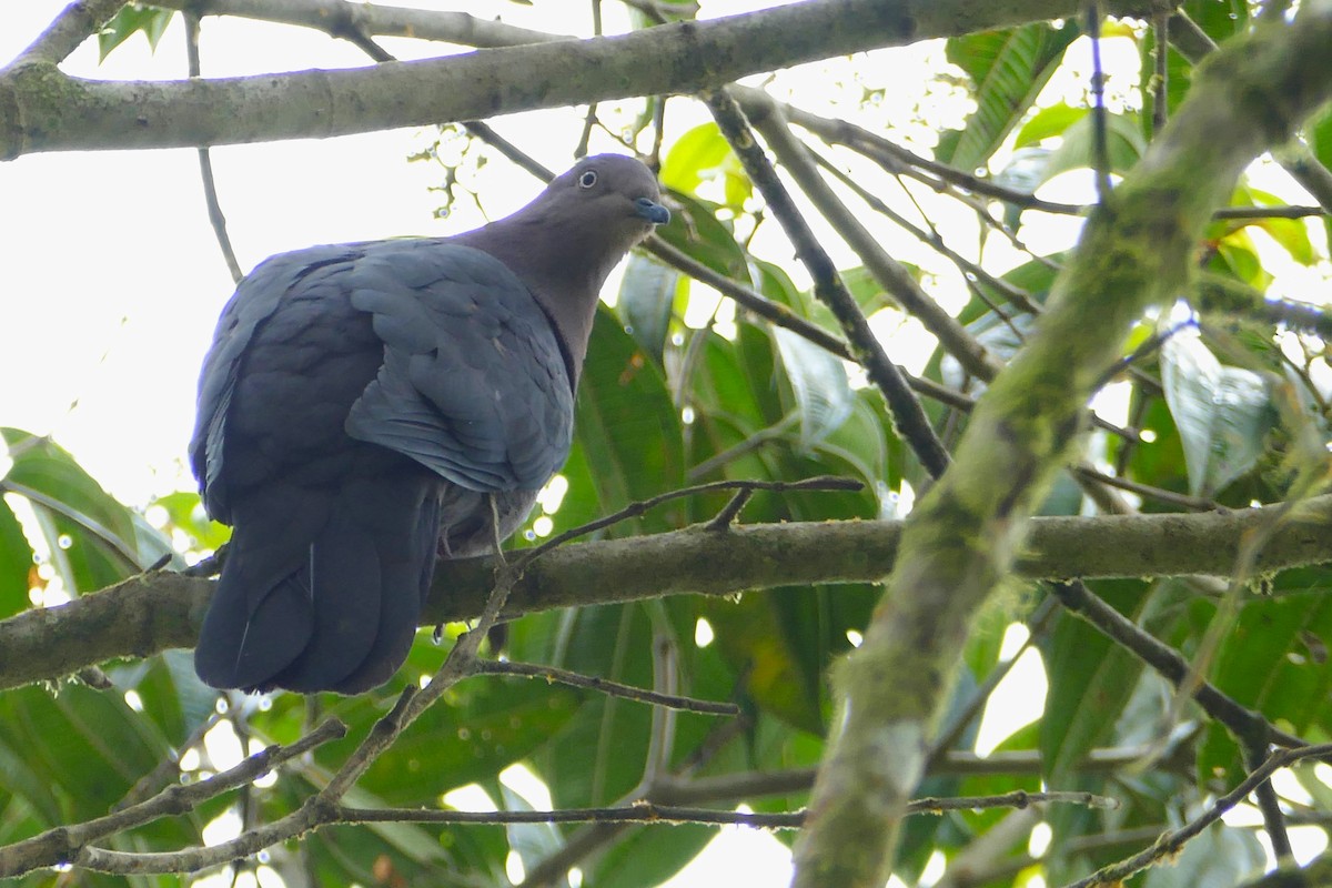 Pigeon plombé - ML620314375