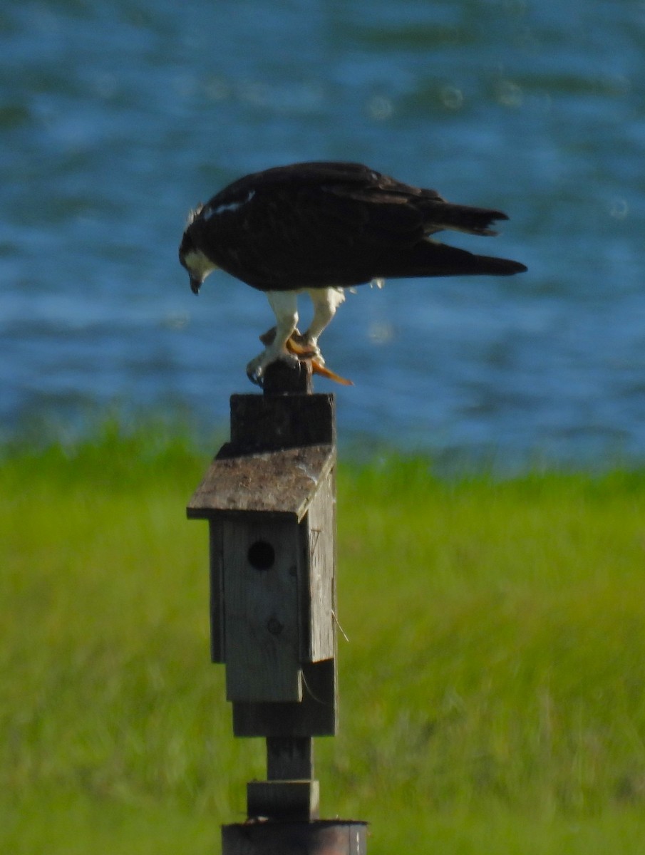 Águila Pescadora - ML620314376