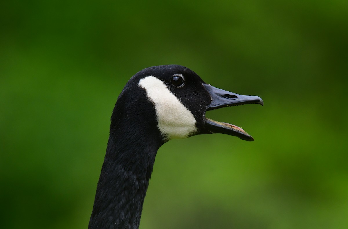 Canada Goose - ML620314380