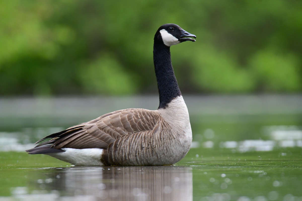 Canada Goose - ML620314381