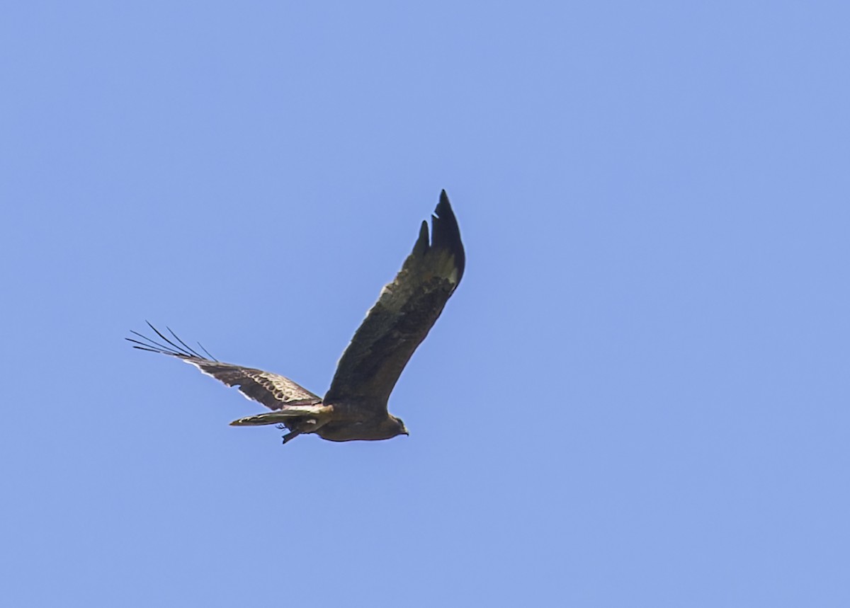 Águila Calzada - ML620314384