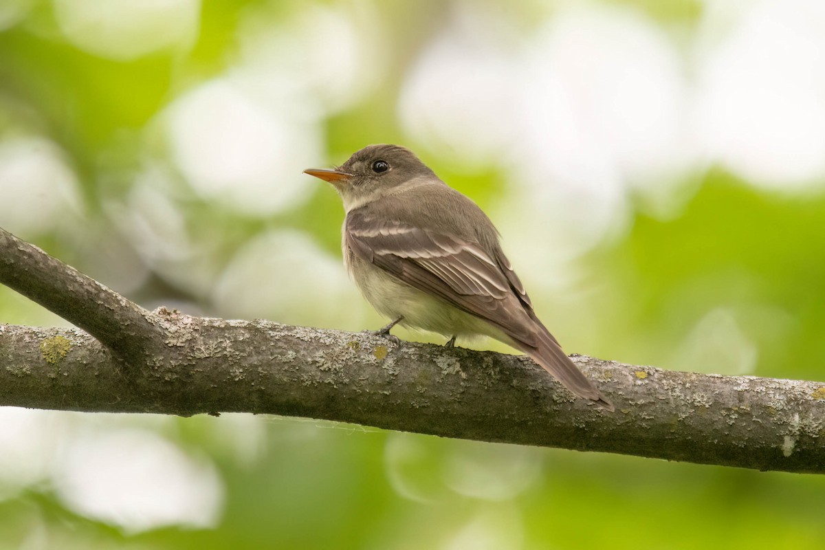 Eastern Wood-Pewee - ML620314387