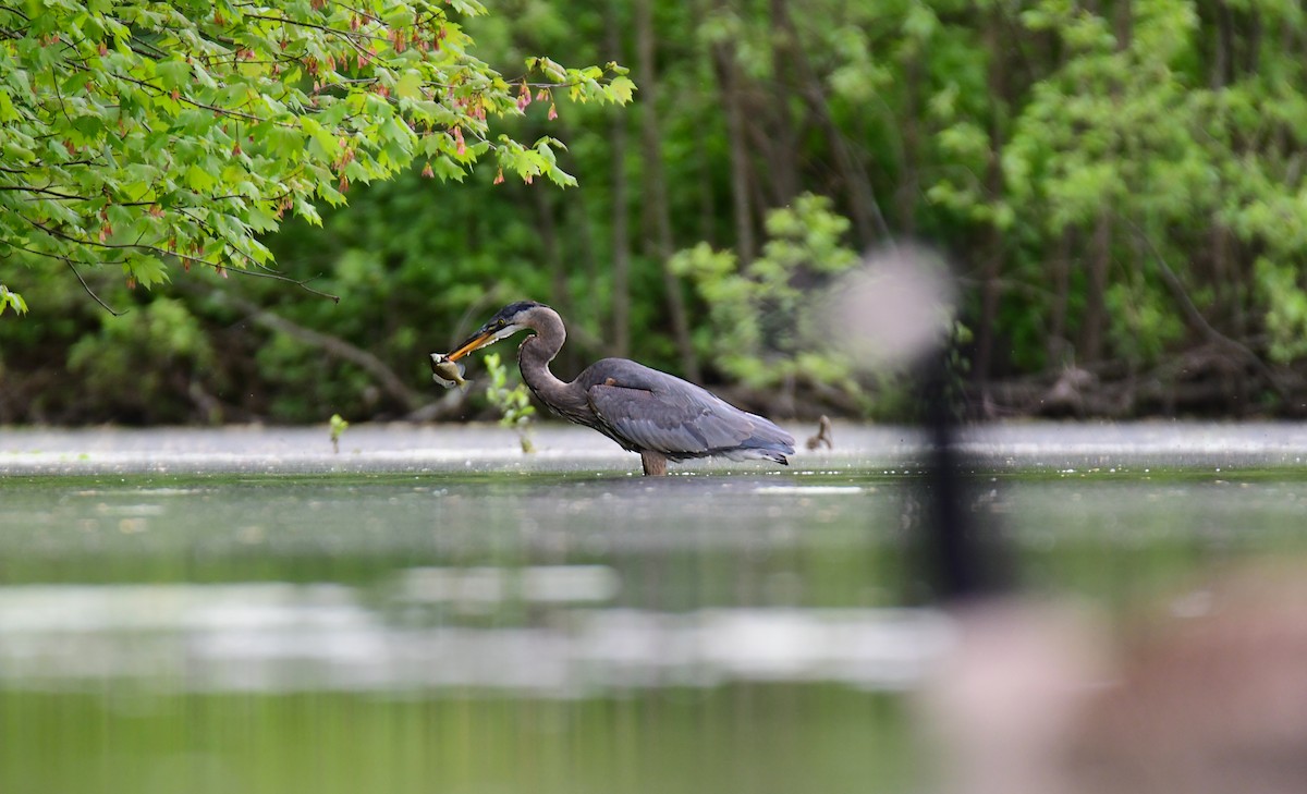 Great Blue Heron - ML620314389