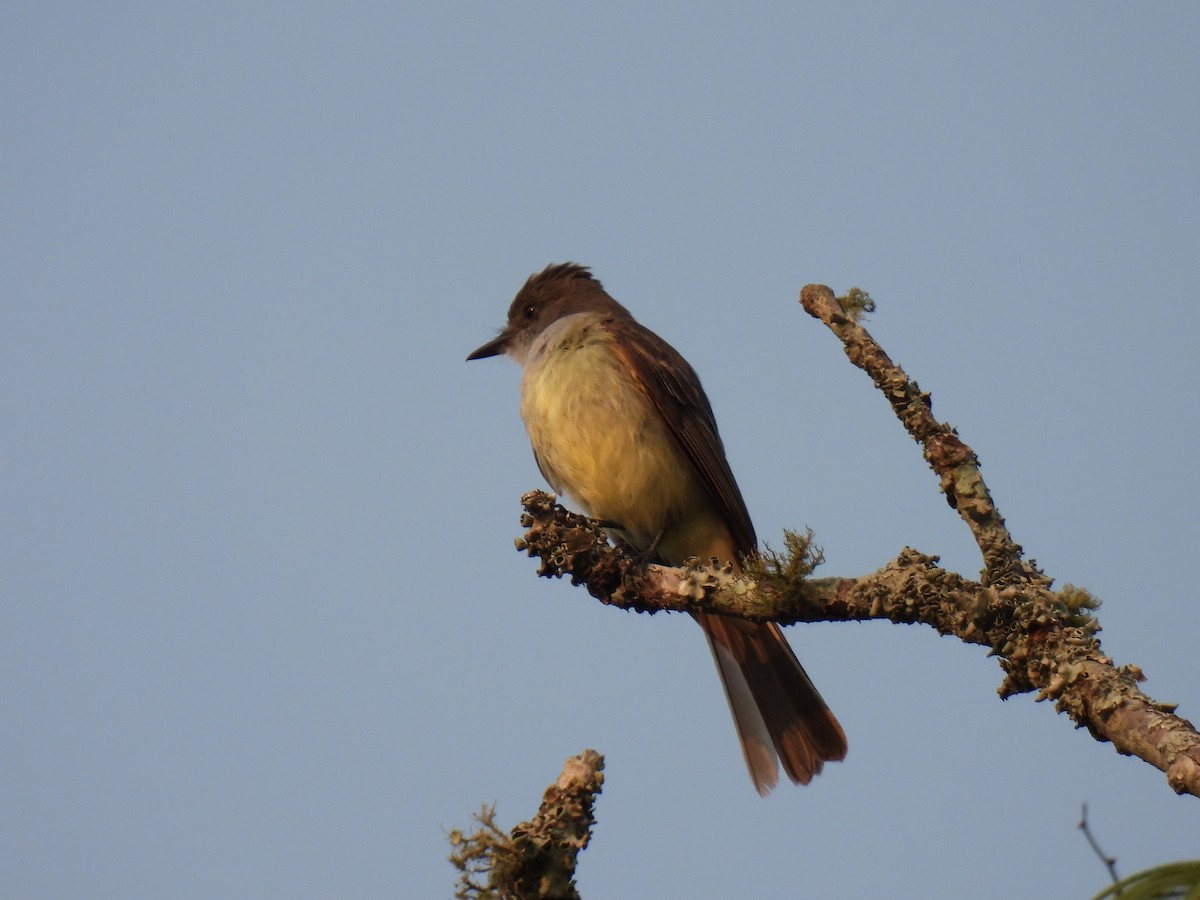 Swainson's Flycatcher - ML620314392