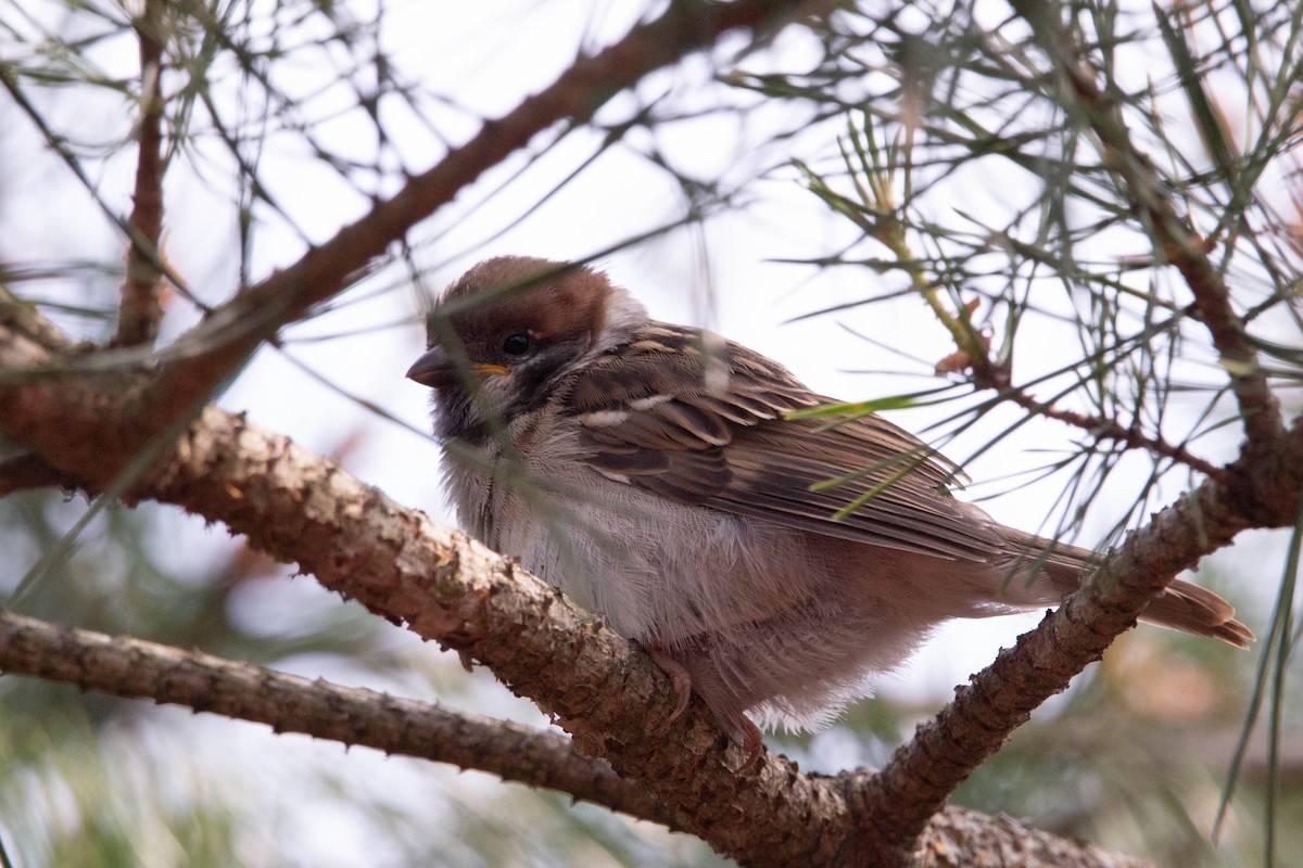 Eurasian Tree Sparrow - ML620314395
