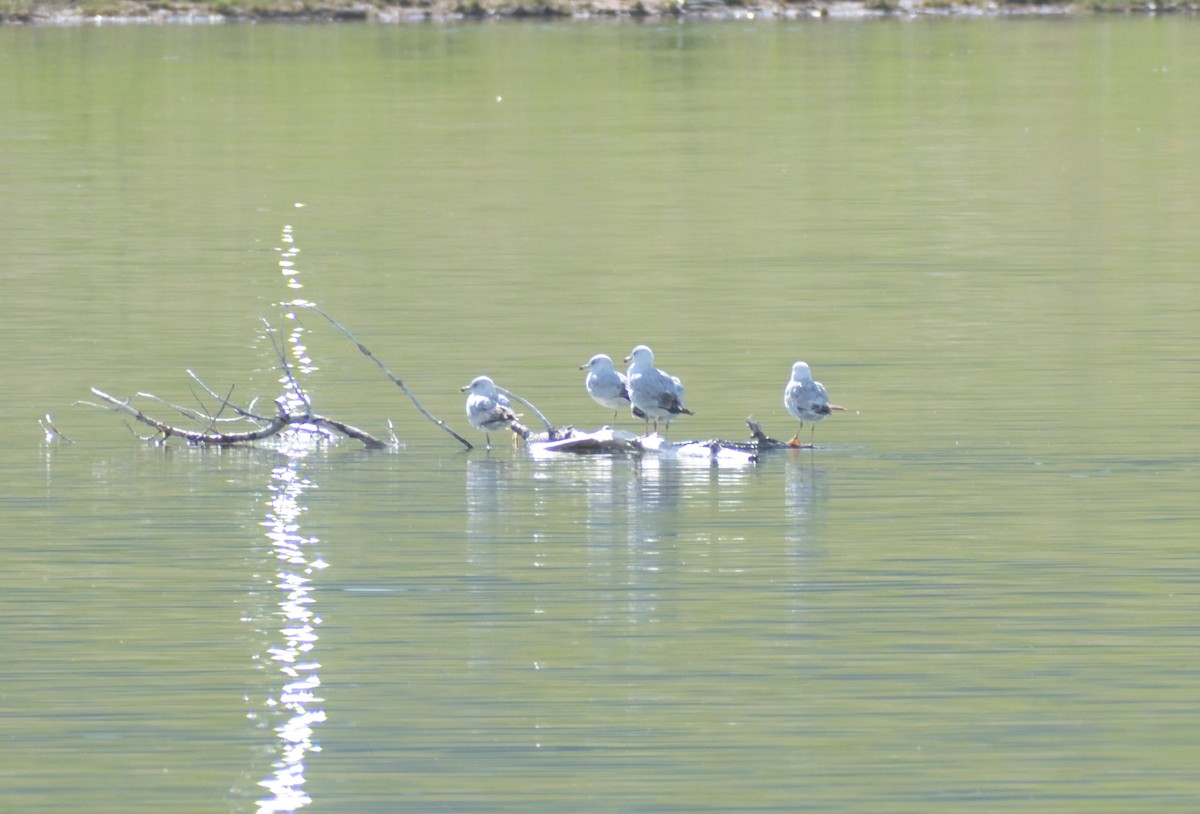 Ring-billed Gull - ML620314396