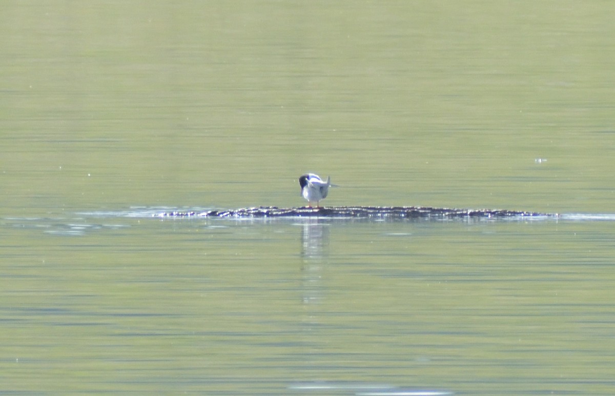 Forster's Tern - ML620314399