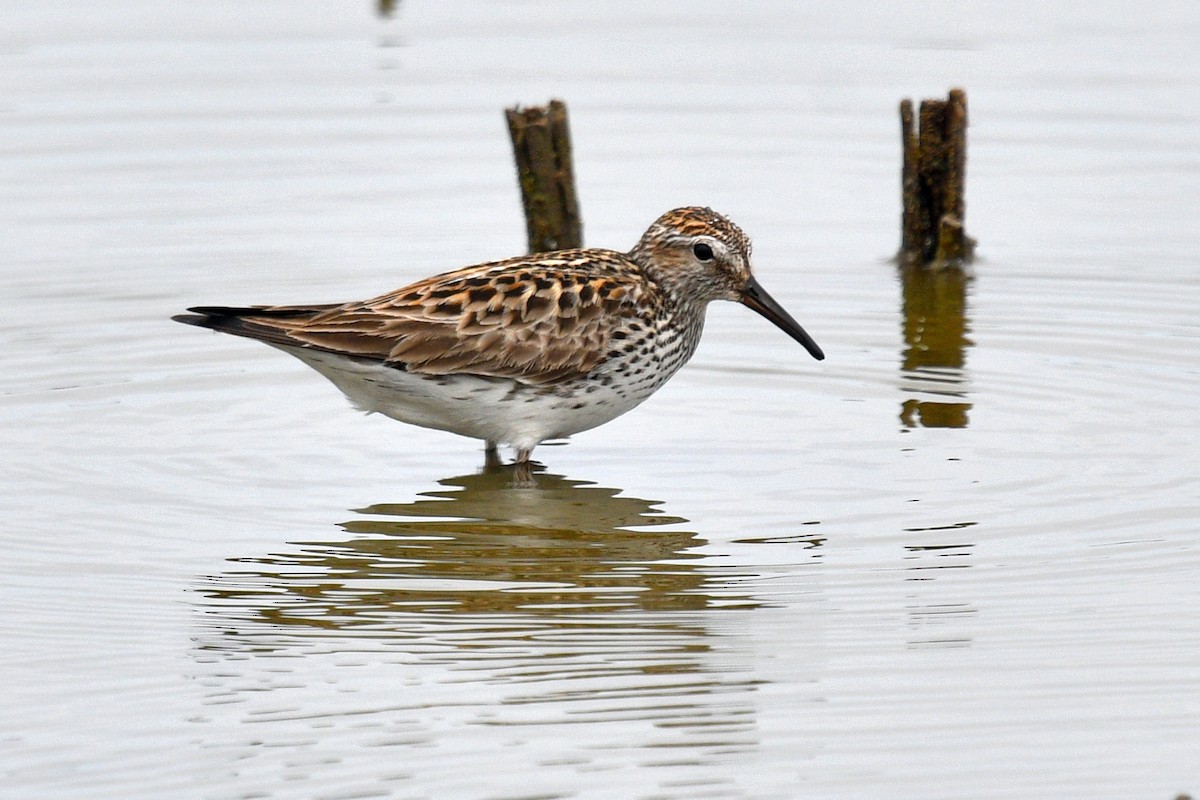 White-rumped Sandpiper - ML620314402