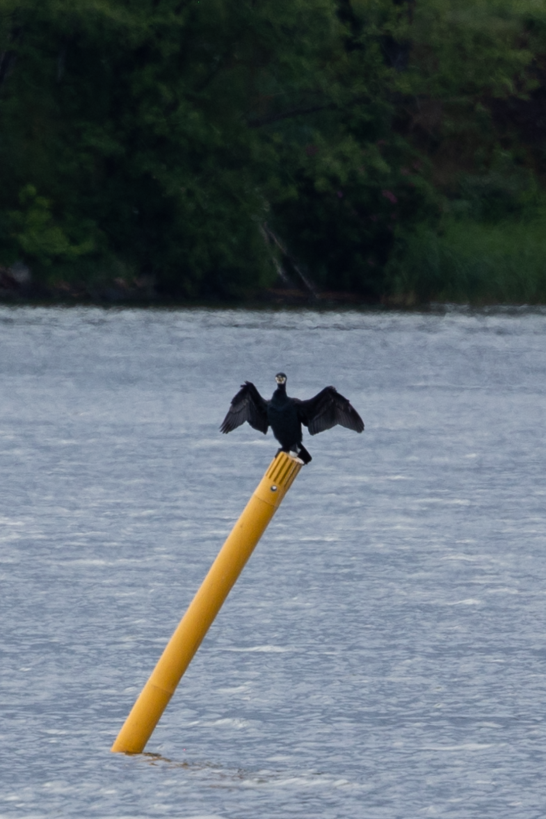 Cormorán Grande - ML620314403