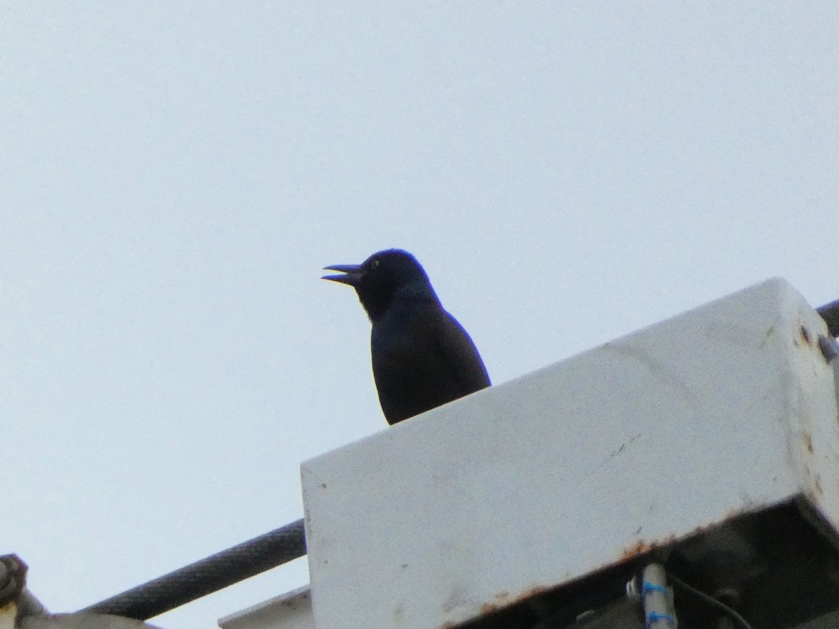 Common Grackle - ML620314405