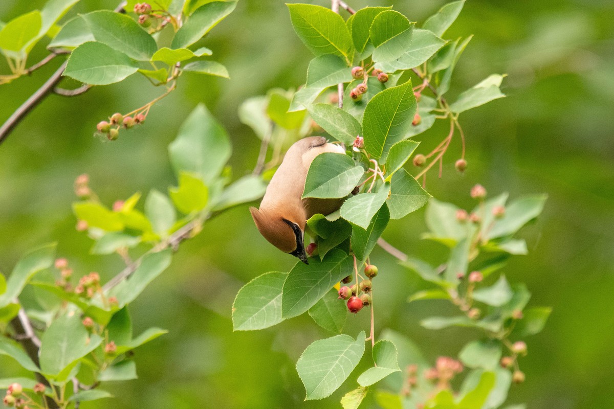 Cedar Waxwing - ML620314406