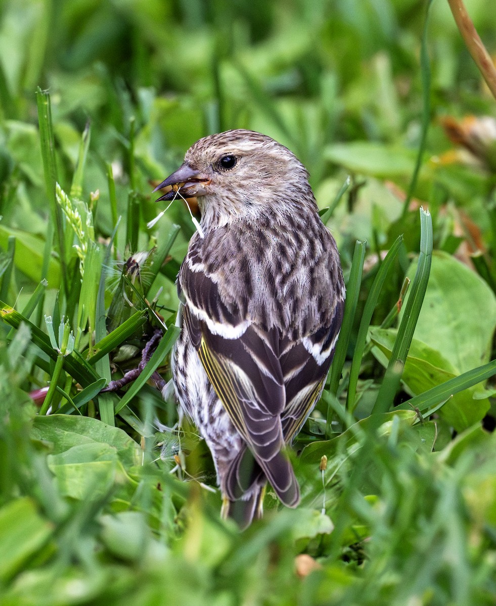 Pine Siskin - ML620314412