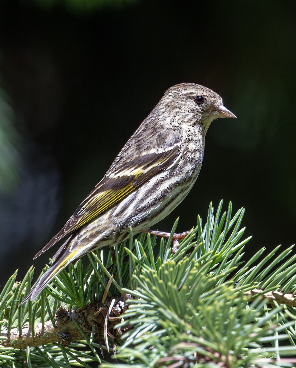 Pine Siskin - ML620314413