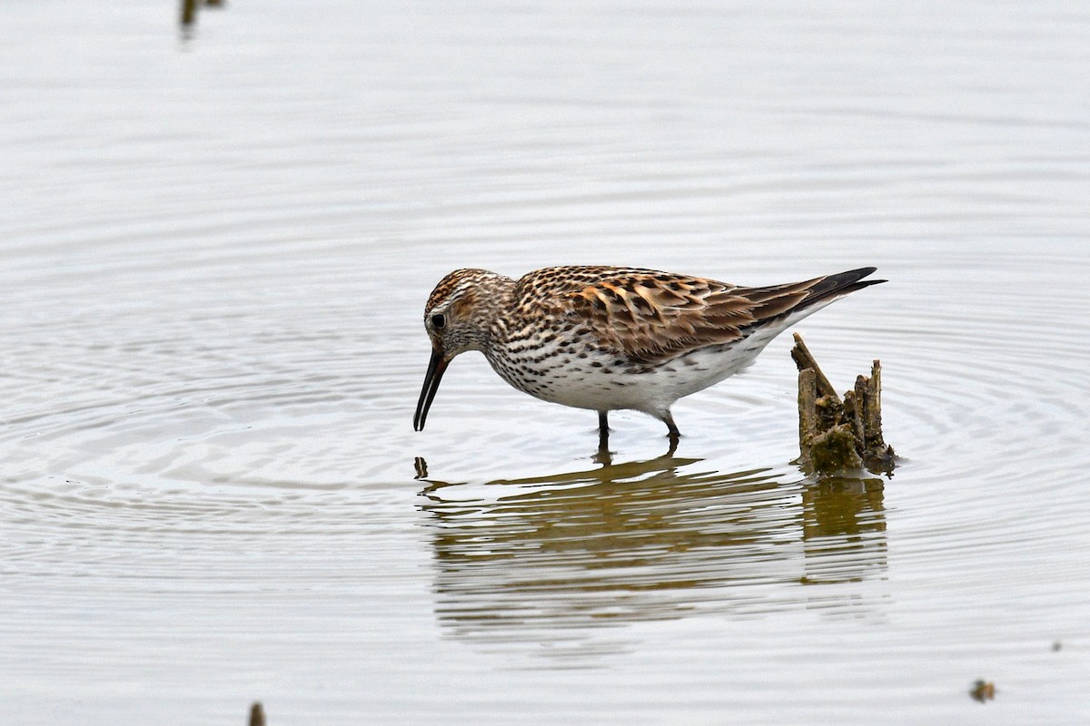 White-rumped Sandpiper - ML620314414