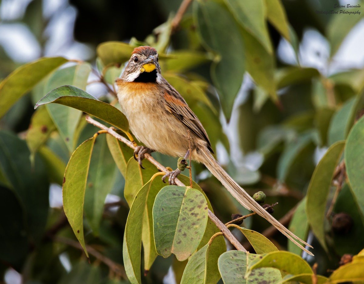 Chotoy Spinetail - ML620314415