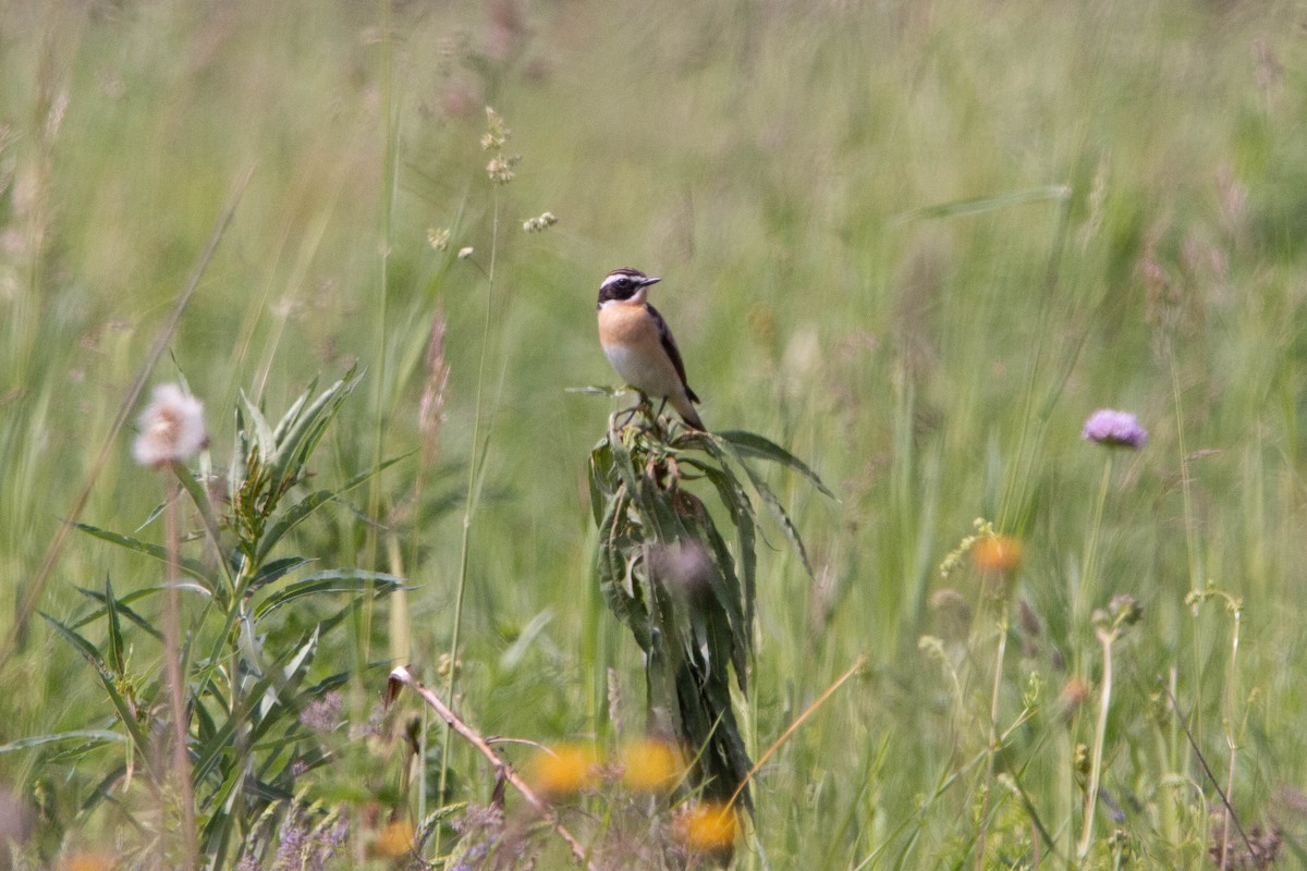 Whinchat - ML620314416