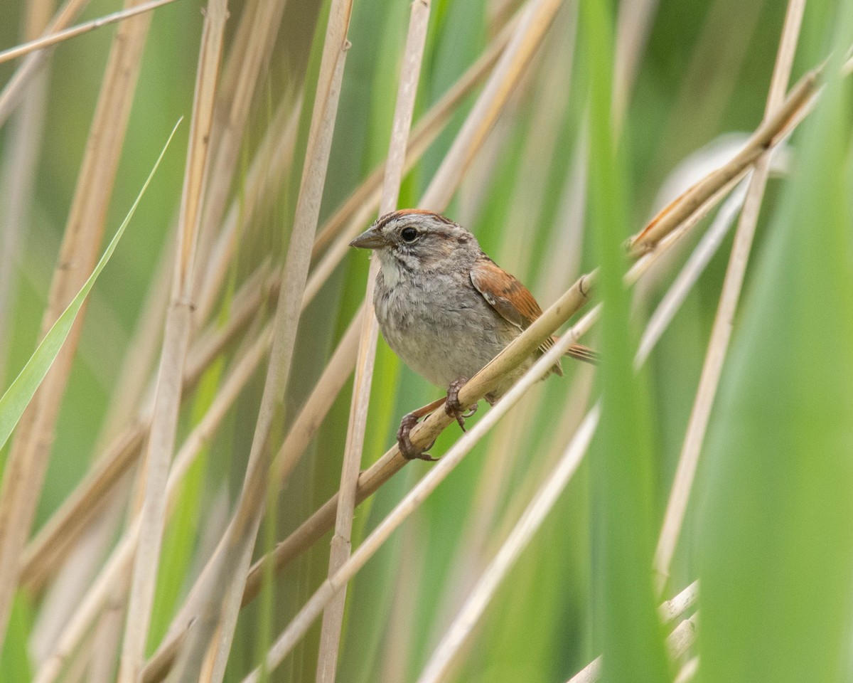 Swamp Sparrow - ML620314417