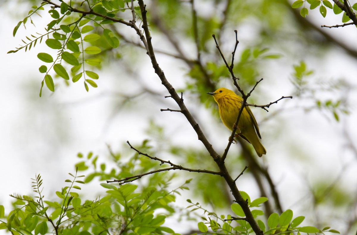 Paruline jaune - ML620314421