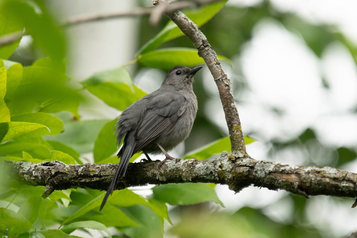 Gray Catbird - ML620314422