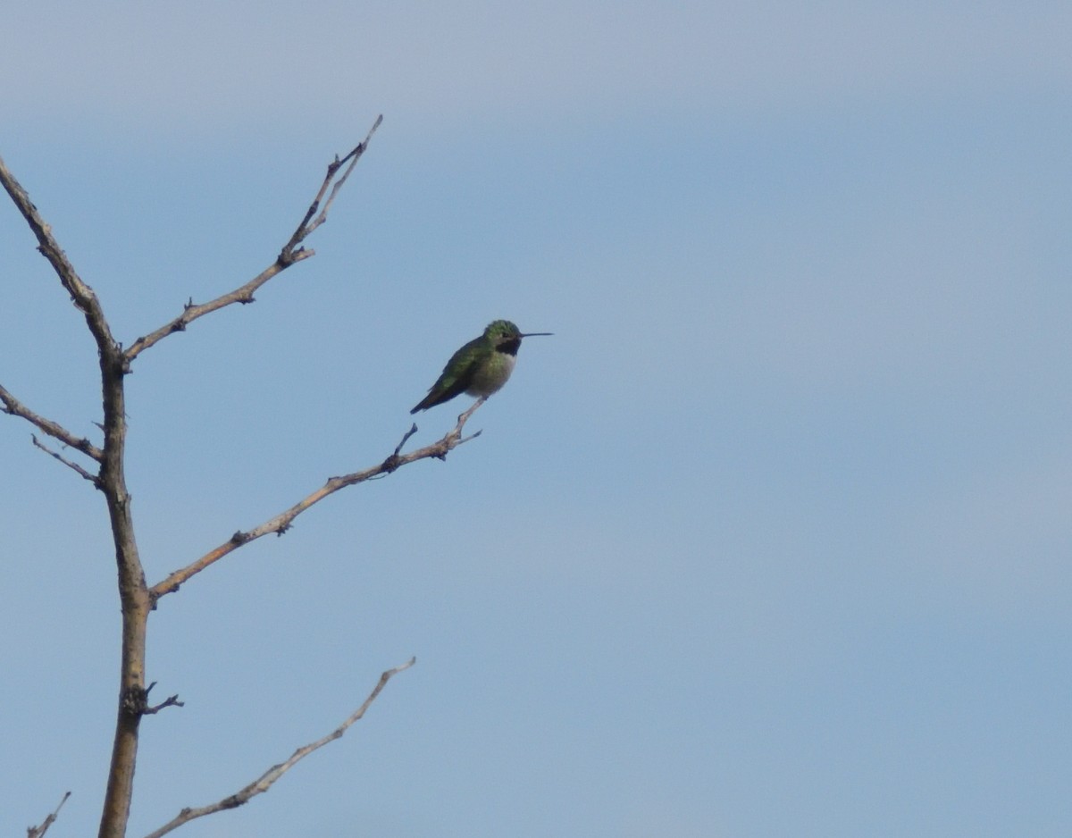 Broad-tailed Hummingbird - ML620314427