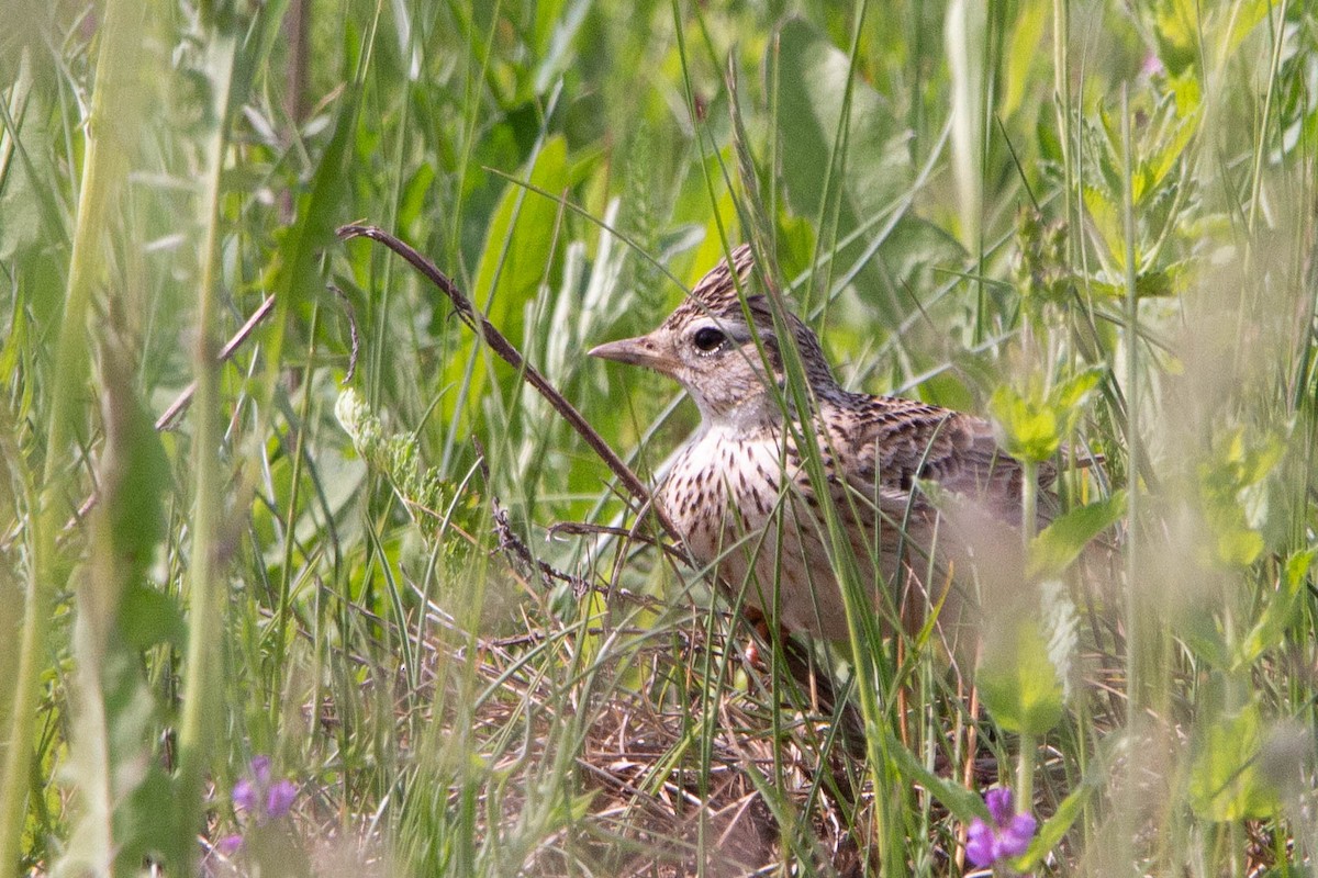 Eurasian Skylark - ML620314429