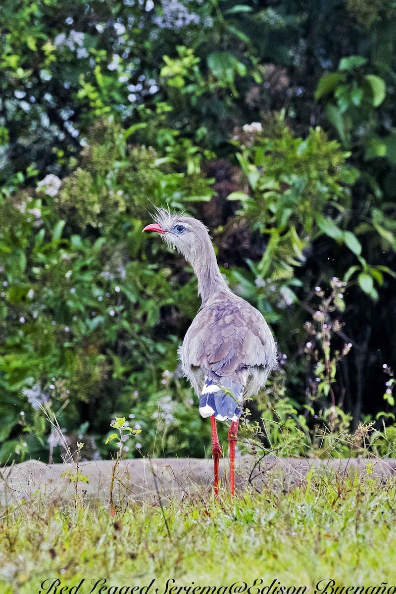 Red-legged Seriema - ML620314433