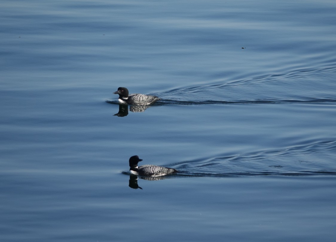 Plongeon huard - ML620314435