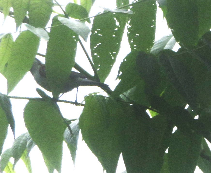 Chestnut-sided Warbler - William Kuk