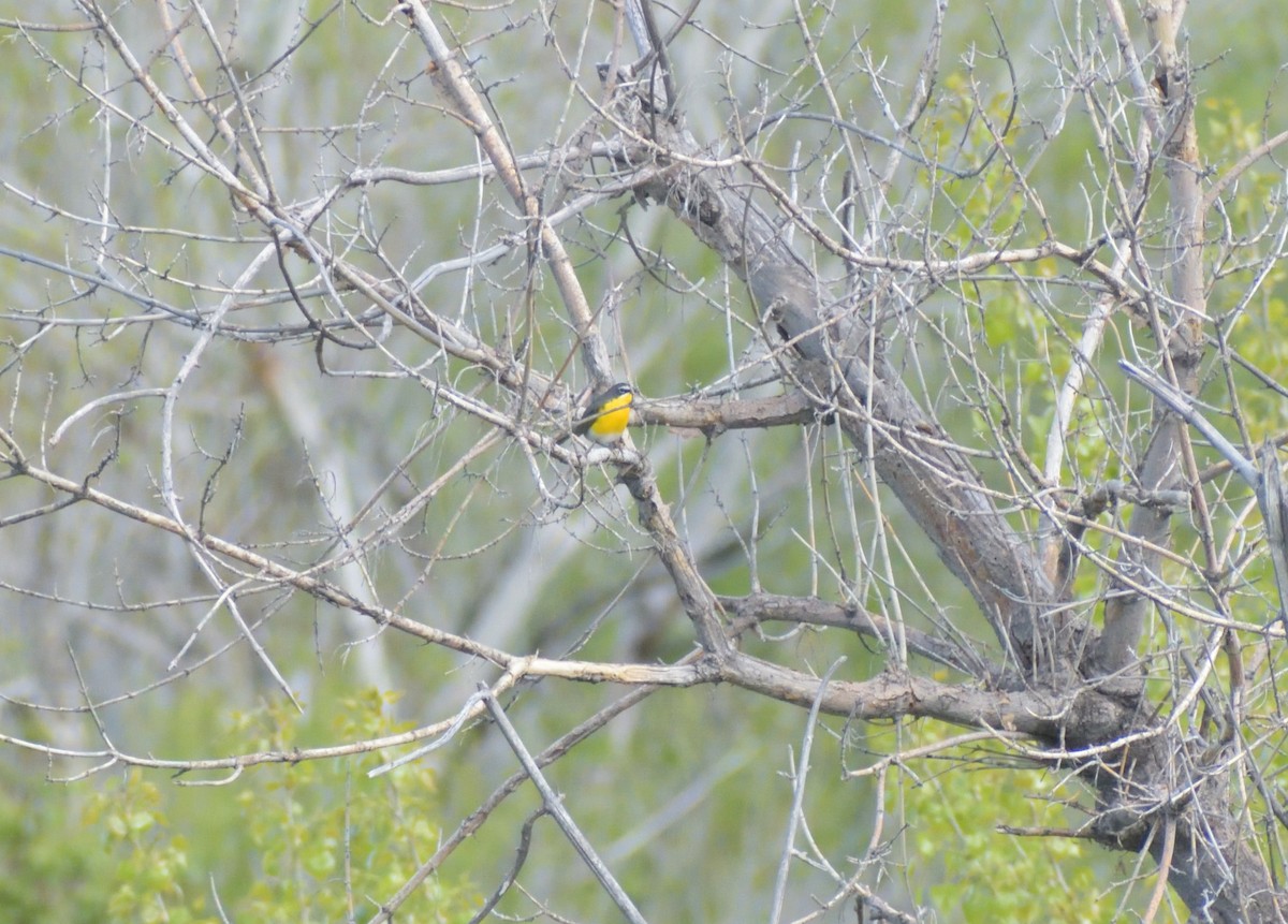 Yellow-breasted Chat - ML620314442