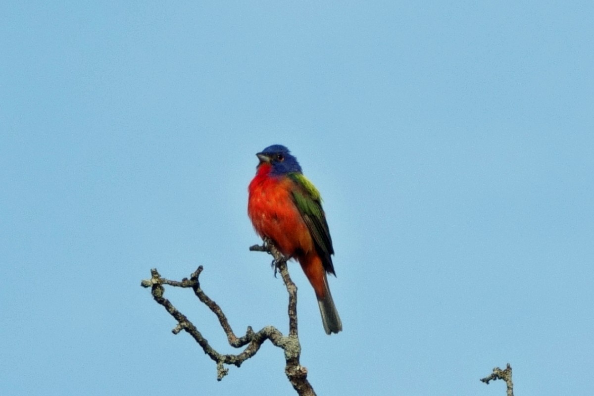 Painted Bunting - ML620314443