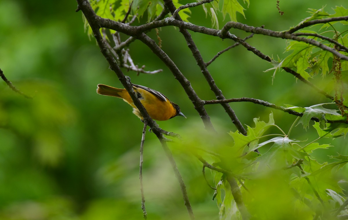 Baltimore Oriole - ML620314444