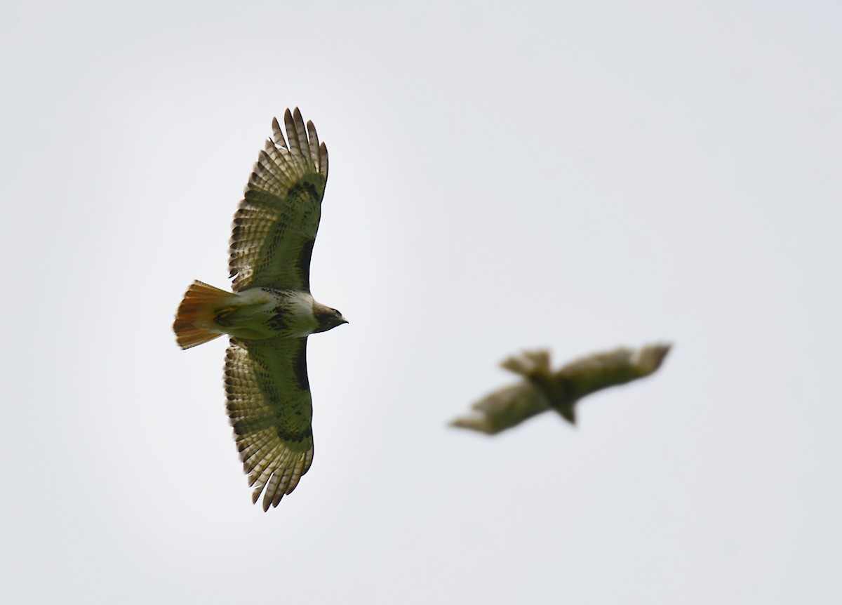 Red-tailed Hawk - ML620314447