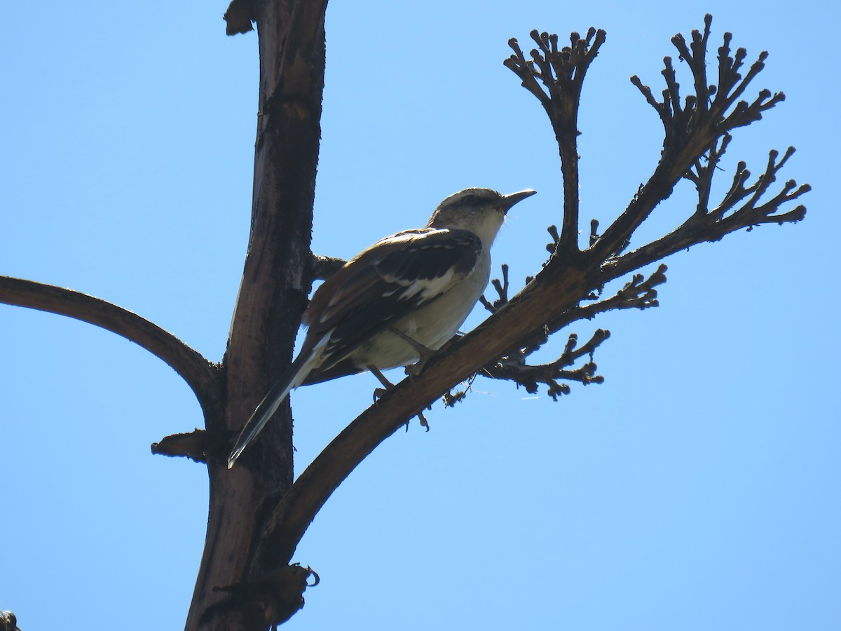 Brown-backed Mockingbird - ML620314449