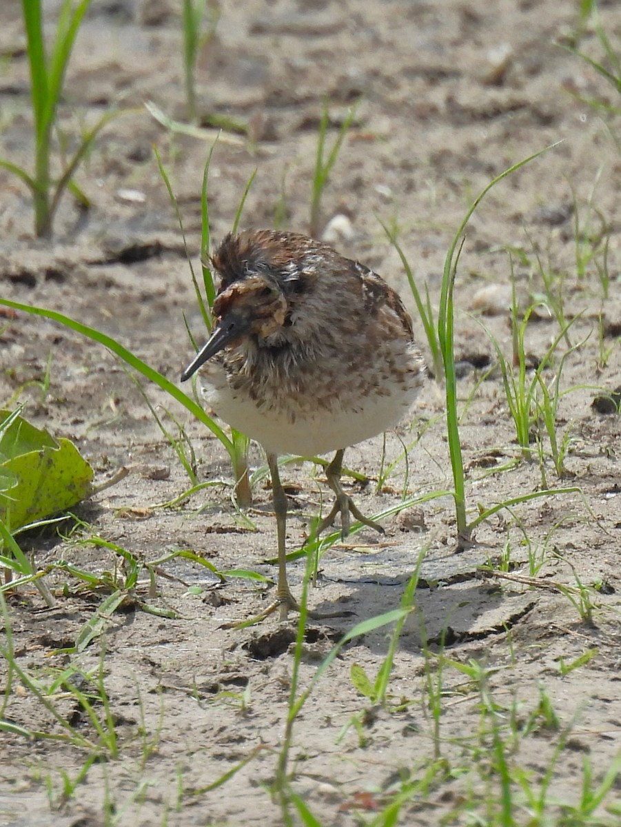 Least Sandpiper - ML620314452