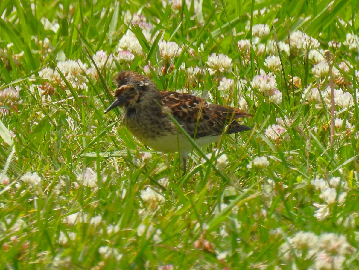 Wiesenstrandläufer - ML620314453