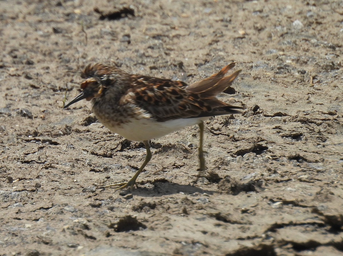 Least Sandpiper - ML620314454