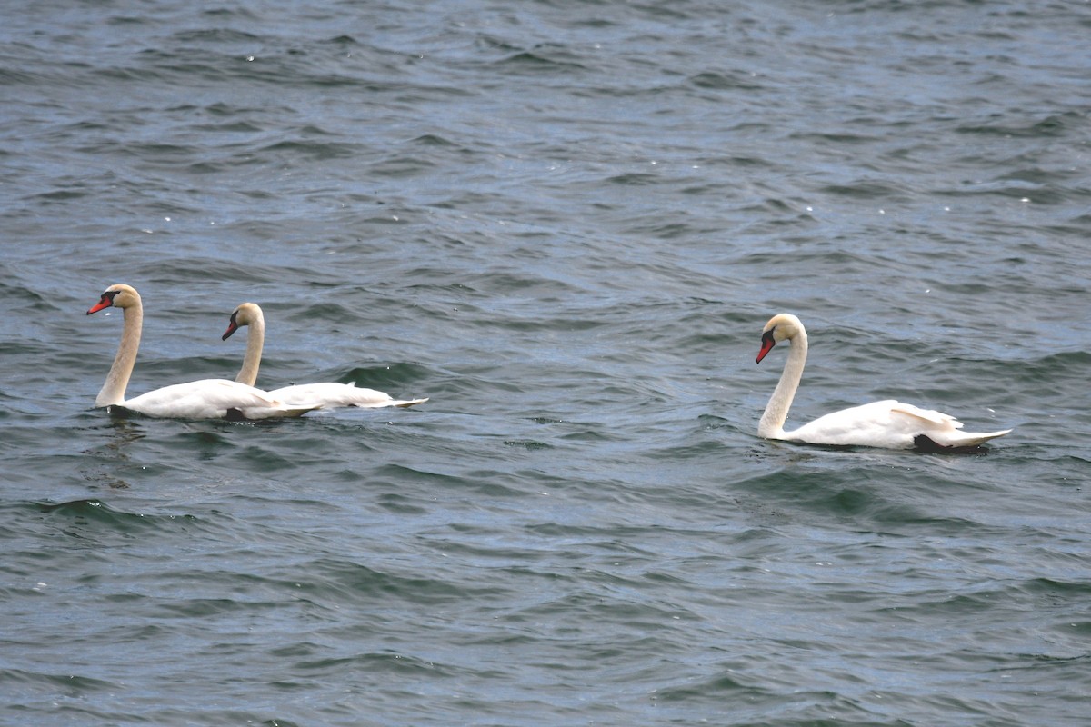 Mute Swan - ML620314457