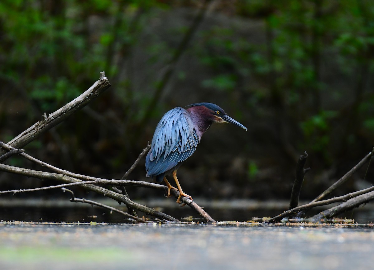 Green Heron - ML620314458